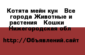 Котята мейн кун - Все города Животные и растения » Кошки   . Нижегородская обл.